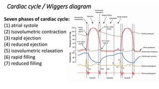 Cardiac cycle / Wiggers diagram
Seven phases of cardiac cycle:
(1) atrial systole
(2) Isovolumetric contraction
(3) rapid ...