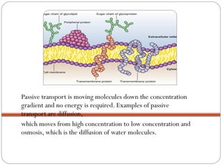 Passive transport is moving molecules down the concentration
gradient and no energy is required. Examples of passive
transport are diffusion,
which moves from high concentration to low concentration and
osmosis, which is the diffusion of water molecules.

 