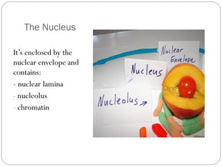 The Nucleus
It’s enclosed by the
nuclear envelope and
contains:
- nuclear lamina
- nucleolus
- chromatin

 