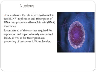 Nucleus
•The nucleus is the site of deoxyribonucleic

acid (DNA) replication and trascription of
DNA into precursor ribonucleic acid (RNA)
molecules.
It contains all of the enzymes required for
replication and repair of newly senthesized
DNA, as well as for trascription and
processing of precursor RNA molecules.

 