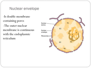 Nuclear envelope
-Is double membrane
containing pores
-The outer nuclear
membrane is continuous
with the endoplasmic
reticulum

 