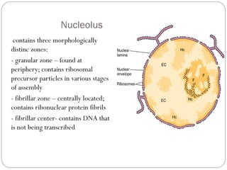 Nucleolus
contains three morphologically
distinc zones:
- granular zone – found at
periphery; contains ribosomal
precursor particles in various stages
of assembly
- fibrillar zone – centrally located;
contains ribonuclear protein fibrils
- fibrillar center- contains DNA that
is not being transcribed

 