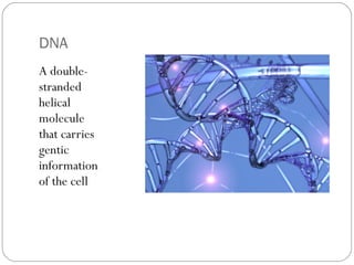 DNA
A doublestranded
helical
molecule
that carries
gentic
information
of the cell

 