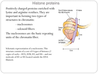 Histone proteins
Positively charged proteins enriched with
lysine and arginine residues. They are
important in forming two types of
structures in chromatin:
- nucleosomes
- solenoid fibers
The nucleosomes are the basic repeating
units of the chromatin fiber.
Schematic representation of a nucleosome. This
structure consists of a core of 4 types of histones (2
copies of each)—H2A, H2B, H3, and H4—and one
molecule of H1 or H5 located outside the DNA
filament.

 