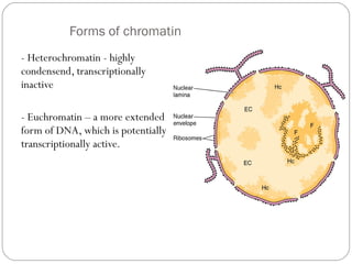 Forms of chromatin
- Heterochromatin - highly
condensend, transcriptionally
inactive
- Euchromatin – a more extended
form of DNA, which is potentially
transcriptionally active.

 