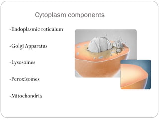 Cytoplasm components
-Endoplasmic reticulum
-Golgi Apparatus
-Lysosomes
-Peroxisomes
-Mitochondria

 