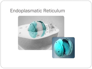 Endoplasmatic Reticulum

 