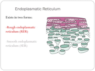 Endoplasmatic Reticulum
Exists in two forms:
-Rough endoplasmatic
reticulum (RER)
-Smooth endoplasmatic
reticulum (SER)

 