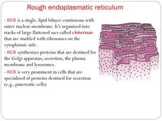 Rough endoplasmatic reticulum
- RER is a single, lipid bilayer continuous with
outer nuclear membrane. It’s organized into
stacks of large flattened sacs called cisternae
that are studded with ribosomes on the
cytoplasmic side.
- RER synthesizes proteins that are destined for
the Golgi apparatus, secretion, the plasma
membrane and lysosomes.
- RER is very prominent in cells that are
specialized of proteins destined for secretion
(e.g., pancreatic cells)

 