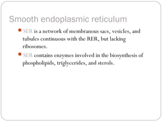 Smooth endoplasmic reticulum
SER is a network of membranous sacs, vesicles, and

tubules continuous with the RER, but lacking
ribosomes.
SER contains enzymes involved in the biosynthesis of
phospholipids, triglycerides, and sterols.

 