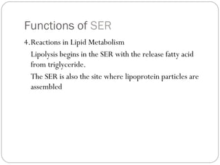 Functions of SER
4.Reactions in Lipid Metabolism
Lipolysis begins in the SER with the release fatty acid
from triglyceride.
The SER is also the site where lipoprotein particles are
assembled

 