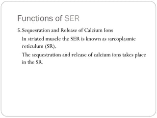 Functions of SER
5.Sequesration and Release of Calcium Ions
In striated muscle the SER is known as sarcoplasmic
reticulum (SR).
The sequestration and release of calcium ions takes place
in the SR.

 