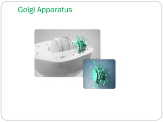 Golgi Apparatus

 