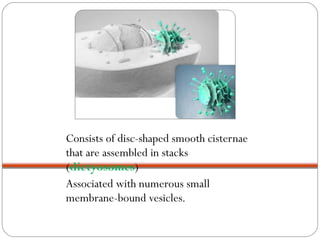 Consists of disc-shaped smooth cisternae
that are assembled in stacks
(dictyosomes)
Associated with numerous small
membrane-bound vesicles.

 
