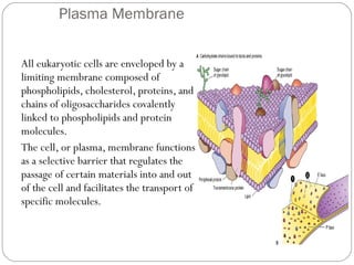 Plasma Membrane
All eukaryotic cells are enveloped by a
limiting membrane composed of
phospholipids, cholesterol, proteins, and
chains of oligosaccharides covalently
linked to phospholipids and protein
molecules.
The cell, or plasma, membrane functions
as a selective barrier that regulates the
passage of certain materials into and out
of the cell and facilitates the transport of
specific molecules.

 