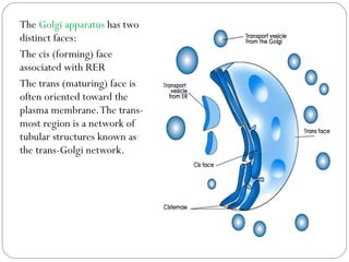 The Golgi apparatus has two
distinct faces:
The cis (forming) face
associated with RER
The trans (maturing) face is
often oriented toward the
plasma membrane. The transmost region is a network of
tubular structures known as
the trans-Golgi network.

 