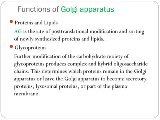 Functions of Golgi apparatus
Proteins and Lipids

AG is the site of posttranslational modification and sorting
of newly synthesized proteins and lipids.
Glycoproteins
Further modification of the carbohydrate moiety of
glycoproteins produces complex and hybrid oligosaccharide
chains. This determines which proteins remain in the Golgi
apparatus or leave the Golgi apparatus to become secretory
proteins, lysosomal proteins, or part of the plasma
membrane.

 