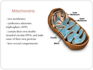 Mitochondria
- two membranes
- synthesizes adenosine
triphosphate (ATP)
- contain their own doublestranded circular DNA, and make
some of their own proteins
- have several compartments

 