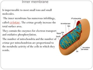 Inner membrane
Is impermeable to most small ions and small
molecules.
-The inner membrane has numerous infoldings,
called cristae. The cristae greatly increase the
total surface area.
They contain the enzymes for electron transport
and oxidative phosphorylation.
The number of mitochondria and the number of
cristae per mitochondrion are proportional to
the metabolic activity of the cells in which they
reside.

 