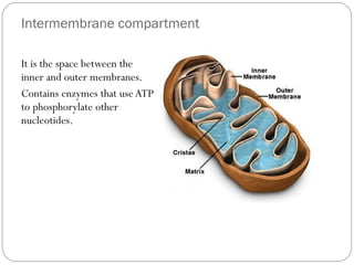 Intermembrane compartment
It is the space between the
inner and outer membranes.
Contains enzymes that use ATP
to phosphorylate other
nucleotides.

 
