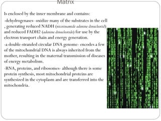 Matrix
Is enclosed by the inner membrane and contains:
-dehydrogenases- oxidize many of the substrates in the cell
, generating reduced NADH (nicotinamide adenine dinucleotid)
and reduced FADH2 (adenine dinucleotide) for use by the
electron transport chain and energy generation.
-a double-stranded circular DNA genome- encodes a few
of the mitochondrial DNA is always inherited from the
mother, resulting in the maternal transmission of diseases
of energy metabolism.
-RNA, proteins, and ribosomes- although there is some
protein synthesis, most mitochondrial proteins are
synthesized in the cytoplasm and are transferred into the
mitochondria.

 