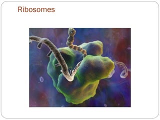 Ribosomes

 