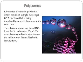 Polysomes
Ribosomes often form polysomes,
which consist of a single messenger
RNA (mRNA) that is being
translated by several ribosomes at the
same time.
The ribosomes move on the mRNA
from the 5’ end toward 3’ end. The
two ribosomal subunits associate on
the mRNA with the small subunit
binding first.

 