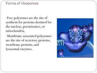 Forms of ribosomes

-Free polysomes are the site of
synthesis for proteins destined for
the nucleus, peroxisomes, or
mitochondria.
-Membrane-associated polysomes
are the site of secretory proteins,
membrane proteins, and
lyzosomal enzymes.

 