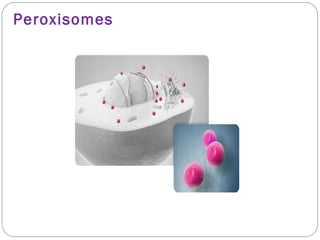 Peroxisomes

 