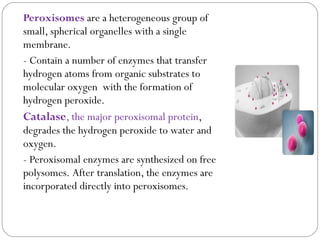 Peroxisomes are a heterogeneous group of
small, spherical organelles with a single
membrane.
- Contain a number of enzymes that transfer
hydrogen atoms from organic substrates to
molecular oxygen with the formation of
hydrogen peroxide.
Catalase, the major peroxisomal protein,
degrades the hydrogen peroxide to water and
oxygen.
- Peroxisomal enzymes are synthesized on free
polysomes. After translation, the enzymes are
incorporated directly into peroxisomes.

 