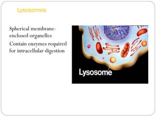 Lysosomes
Spherical membraneenclosed organelles
Contain enzymes required
for intracellular digestion

 