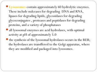Lysosomes contain approximately 60 hydrolytic enzymes.

These include nulceases for degrading DNA and RNA,
lipases for degrading lipids, glycosidases for degrading
glycoconjugates , proteases and peptidases for degrading
proteins, and a variety of phosphatases
all lysosomal enzymes are acid hydrolases, with optimal
activity at pH of approximately 5.0
the synthesis of the lysosomal hydrolases occurs in the RER;
the hydrolases are transffered to the Golgi apparatus, where
they are modified and packaged into lysosomes.

 