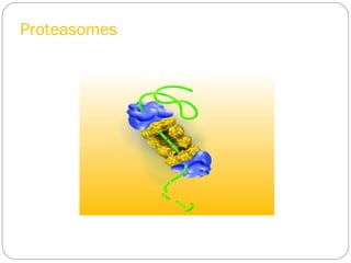 Proteasomes

 
