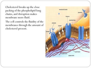 Cholesterol breaks up the close
packing of the phospholipid long
chains, and disruption makes
membrane more fluid.
The cell controls the fluidity of the
membranes through the amount of
cholesterol present.

 