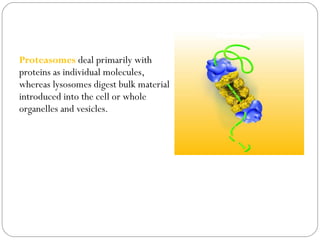 Proteasomes deal primarily with
proteins as individual molecules,
whereas lysosomes digest bulk material
introduced into the cell or whole
organelles and vesicles.

 