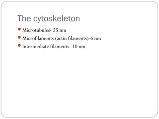 The cytoskeleton
Microtubules- 25 nm
Microfilaments (actin filaments)-6 nm
Intermediate filaments- 10 nm

 