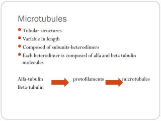 Microtubules
Tubular structures
Variable in length
Composed of subunits-heterodimers
Each heterodimer is composed of alfa and beta tubulin

molecules
Alfa-tubulin
Beta-tubulin

protofilaments

microtubules

 