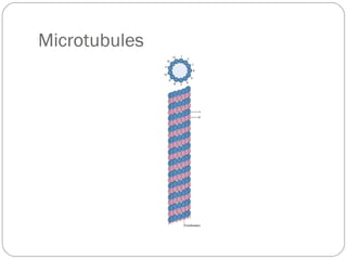 Microtubules

 