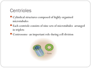 Centrioles
Cylindical structures composed of highly organised

microtubules
Each centriole consists of nine sets of microtubules arranged
in triplets
Centrosome- an important role during cell division

 