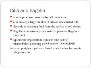Cilia and flagella
-motile processes, covered by cell membrane
Cilia-usually a large number of cilia on one ciliated cell,
play role in sweeping fluid from the surface of cell sheets.
Flagella-in humans only spermatozoa possess a flagellum

(only one)
typical core organisation, contains nine pairs of
microtubules, possesing a 9+2 pattern=AXONEME
Adjacent peripheral pairs are linked to each other by protein
bridges-nexins

 