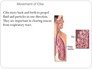 Movement of Cilia
Cilia move back and forth to propel
fluid and particles in one direction.
They are important in clearing mucus
from respiratory tract.

 