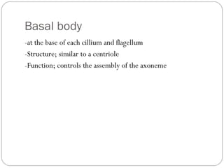 Basal body
-at the base of each cillium and flagellum
-Structure; similar to a centriole
-Function; controls the assembly of the axoneme

 