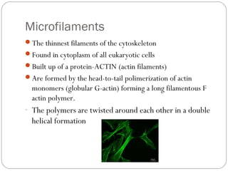 Microfilaments
The thinnest filaments of the cytoskeleton
Found in cytoplasm of all eukaryotic cells
Built up of a protein-ACTIN (actin filaments)
Are formed by the head-to-tail polimerization of actin

monomers (globular G-actin) forming a long filamentous F
actin polymer.
- The polymers are twisted around each other in a double

helical formation

 