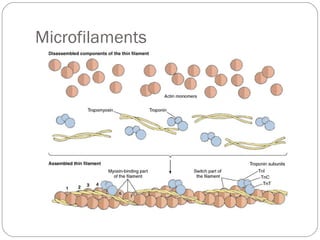 Microfilaments

 