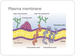 Plasma membrane

 