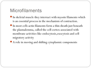 Microfilaments
In skeletal muscle they interract with myosin filaments which

is an essential process in the mechanism of contraction.
In most cells actin filaments form a thin sheath just beneath
the plasmalemma, called the cell cortex-associated with
membrane activities like endocytosis,exocytosis and cell
migratory activity
A role in moving and shifting cytoplasmic components

 