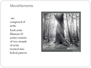 Microfilaments
-are

composed of
actin.
Each actin
filament (Factin) consists
of two strands
of actin
twisted into
helical pattern

 