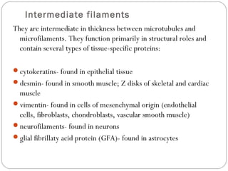 Intermediate filaments
They are intermediate in thickness between microtubules and
microfilaments. They function primarily in structural roles and
contain several types of tissue-specific proteins:
cytokeratins- found in epithelial tissue
desmin- found in smooth muscle; Z disks of skeletal and cardiac

muscle
vimentin- found in cells of mesenchymal origin (endothelial
cells, fibroblasts, chondroblasts, vascular smooth muscle)
neurofilaments- found in neurons
glial fibrillaty acid protein (GFA)- found in astrocytes

 