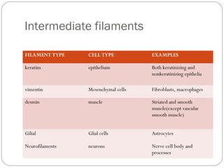 Intermediate filaments
FILAMENT TYPE

CELL TYPE

EXAMPLES

keratins

epithelium

Both keratinizing and
nonkeratinizing epithelia

vimentin

Mesenchymal cells

Fibroblasts, macrophages

desmin

muscle

Striated and smooth
muscle(except vascular
smooth muscle)

Gilial

Glial cells

Astrocytes

Neurofilaments

neurons

Nerve cell body and
processes

 
