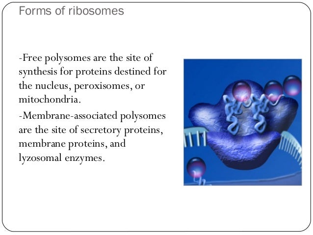 cytology